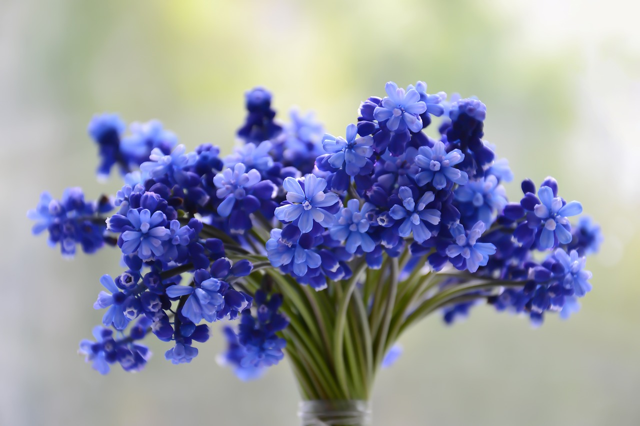 Muscari