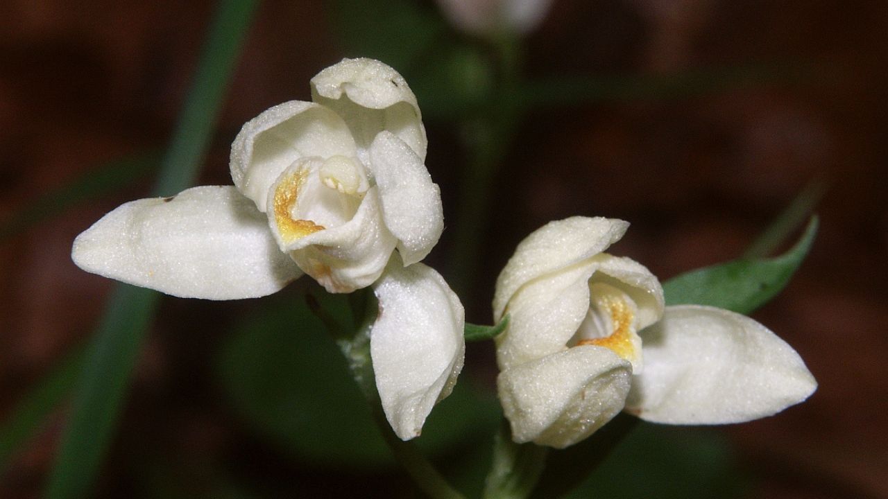 Cephalanthera damasonium