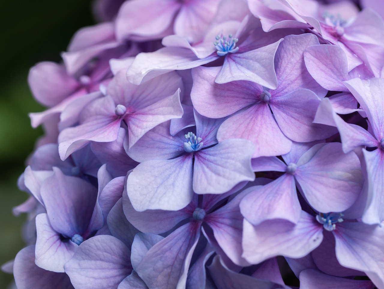 Primo piano ortensie