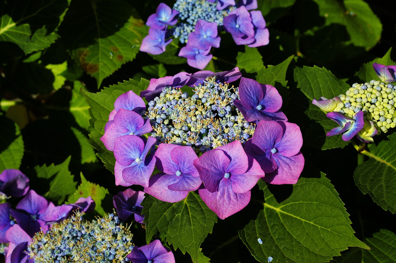 Bellissime ortensie