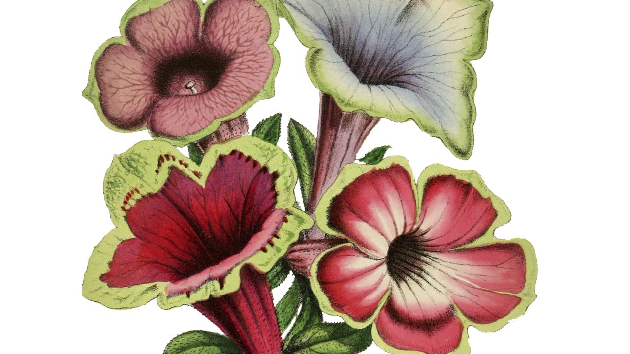 Illustrazione petunia