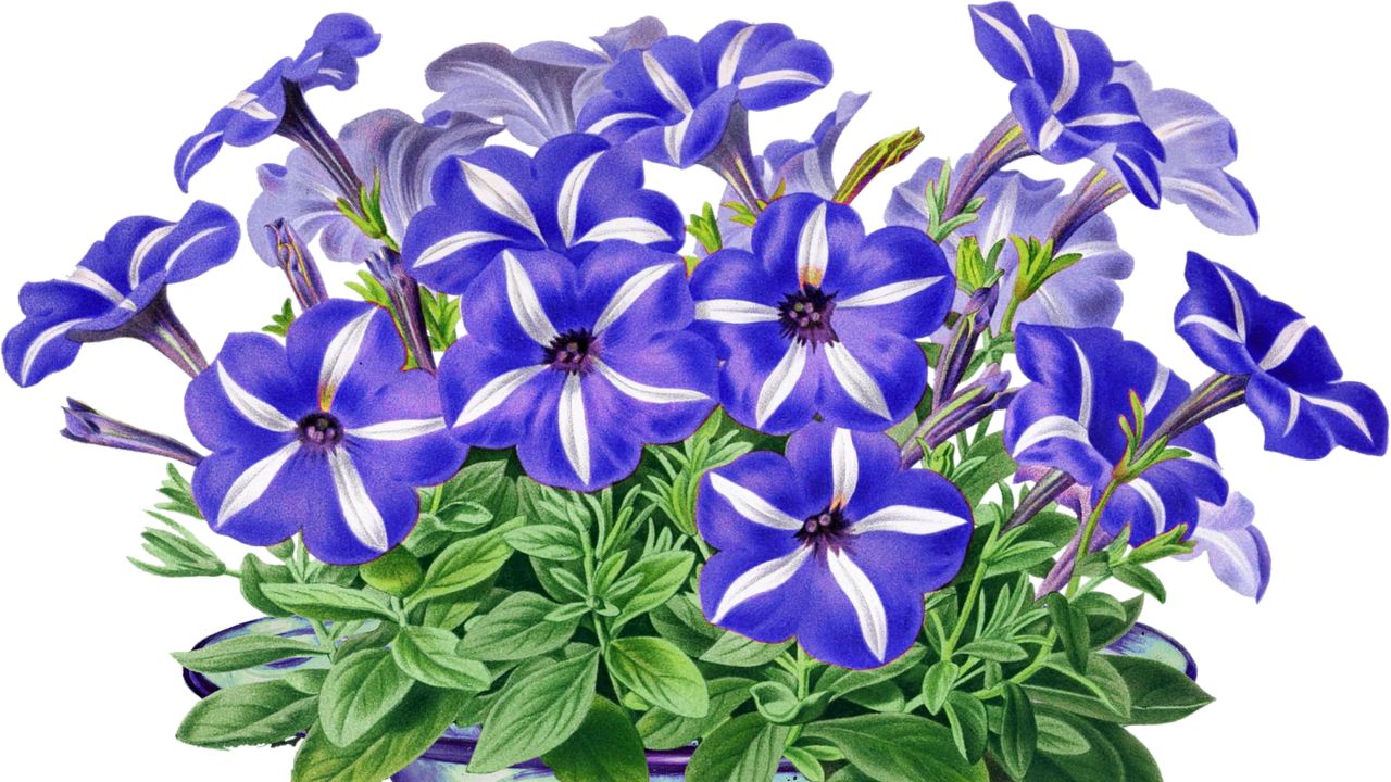 Petunia dai colori vivaci