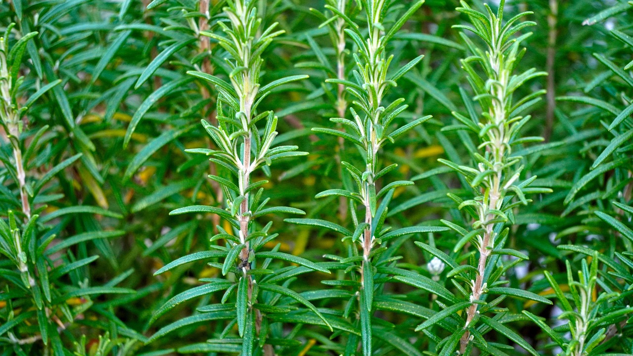 Pianta di rosmarino in primo piano