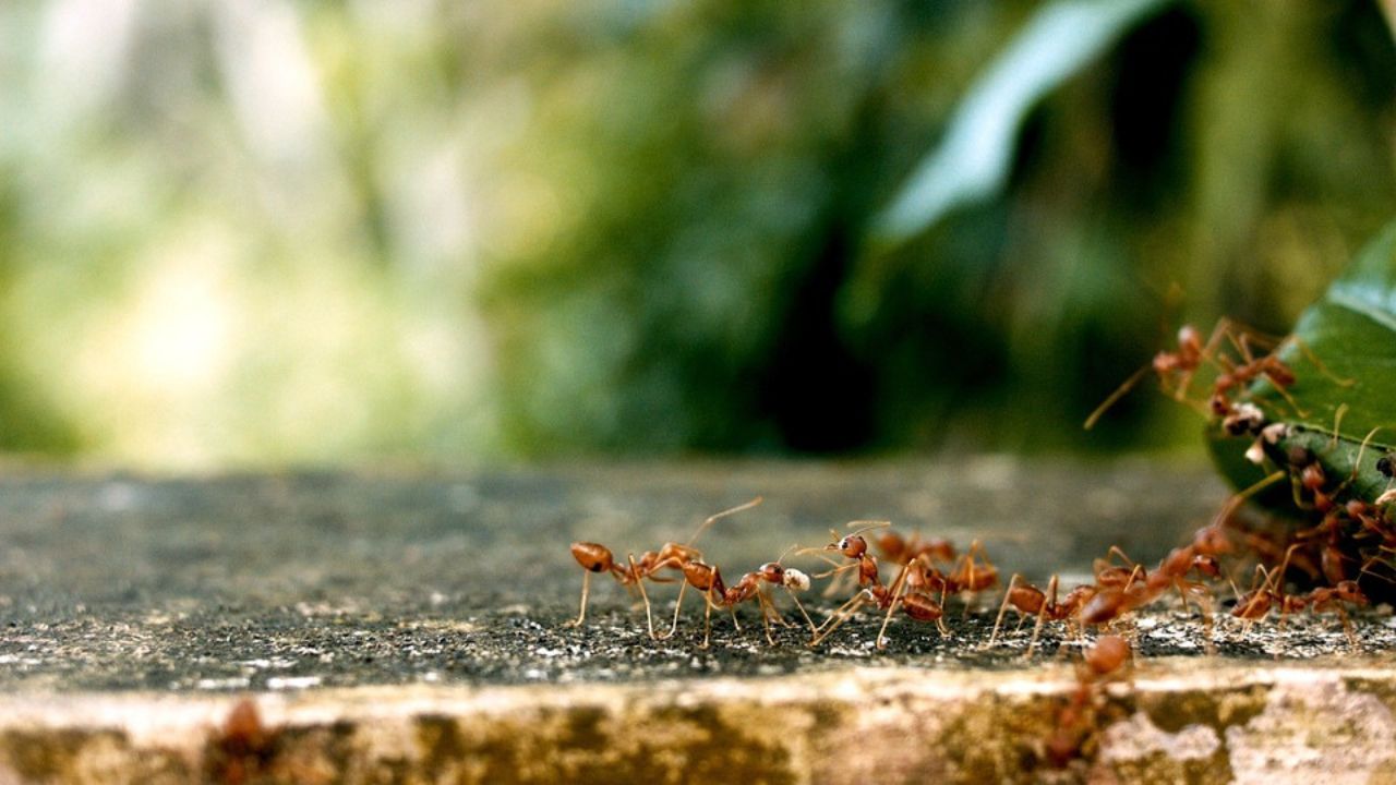 posizionare l'aglio per allontanare formiche