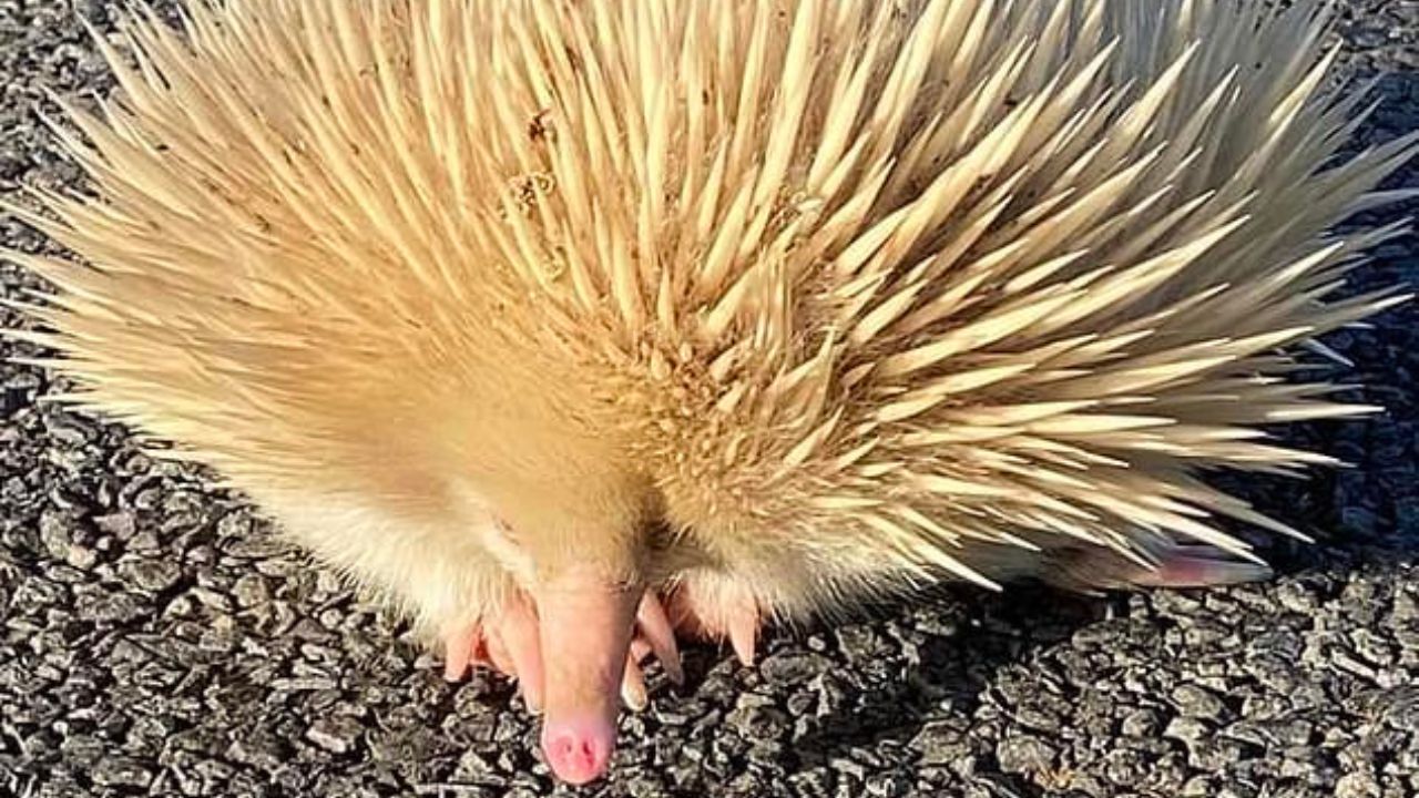 Primo piano echidna albina