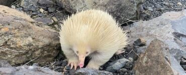 Animale raro