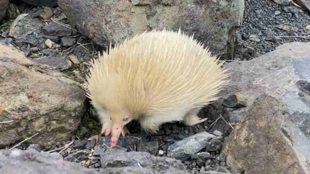 Echidna albina