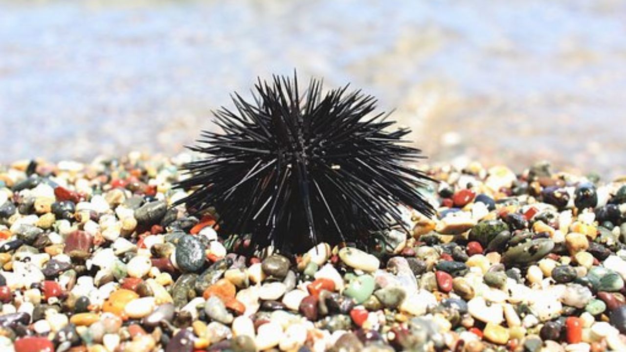 ricci di mare morti