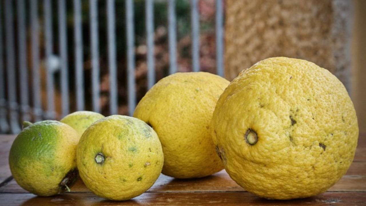 limone da aggiungere al sale