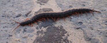 scolopendra