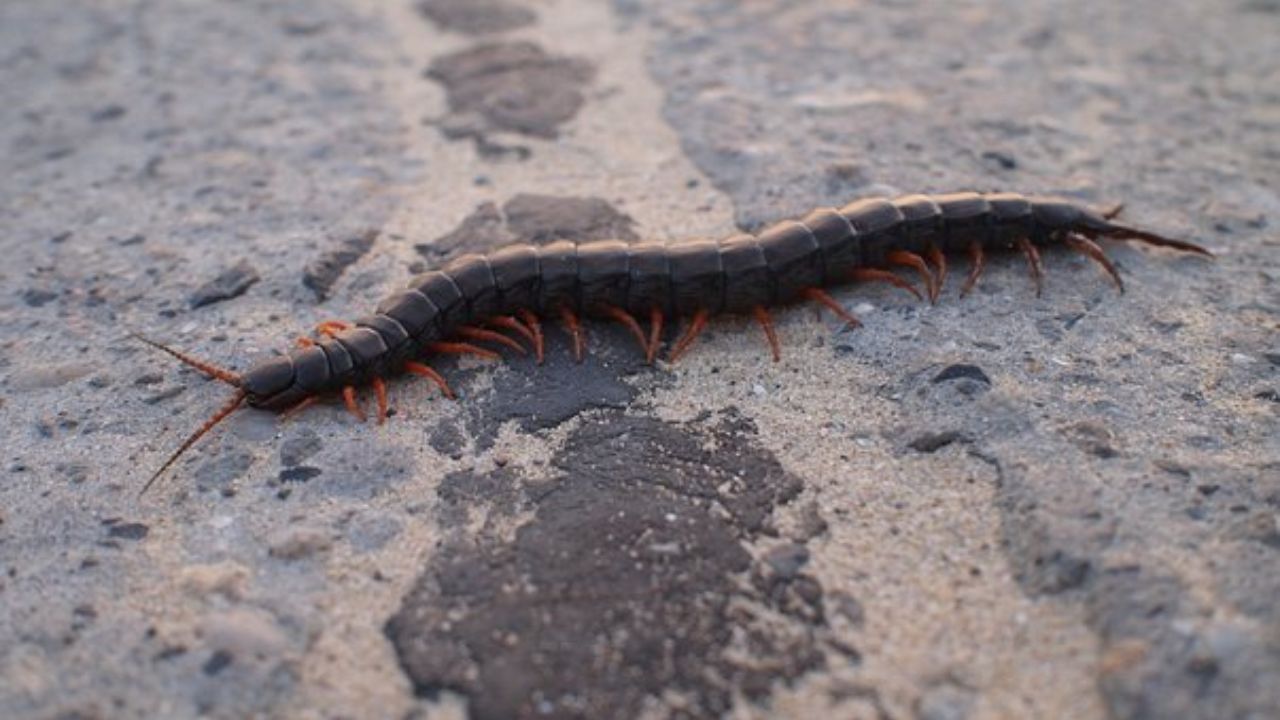 scolopendra 