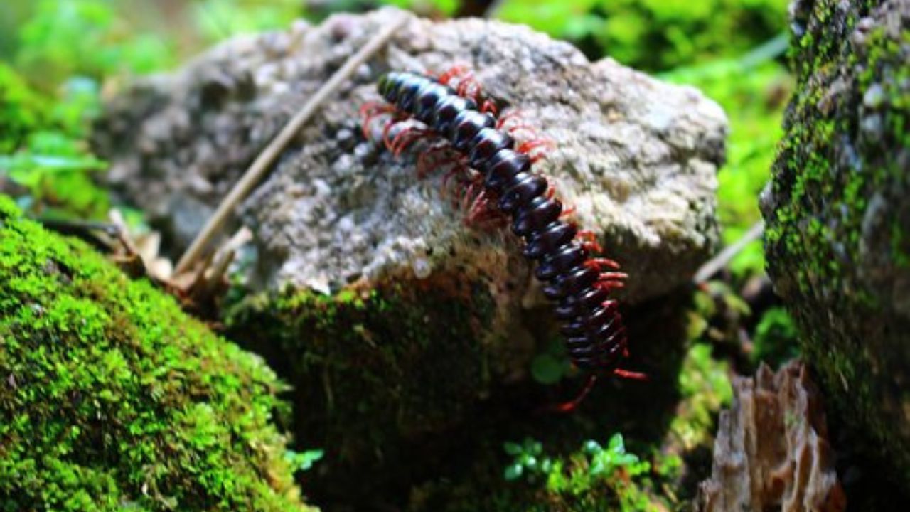 Scolopendra in ambiente naturale