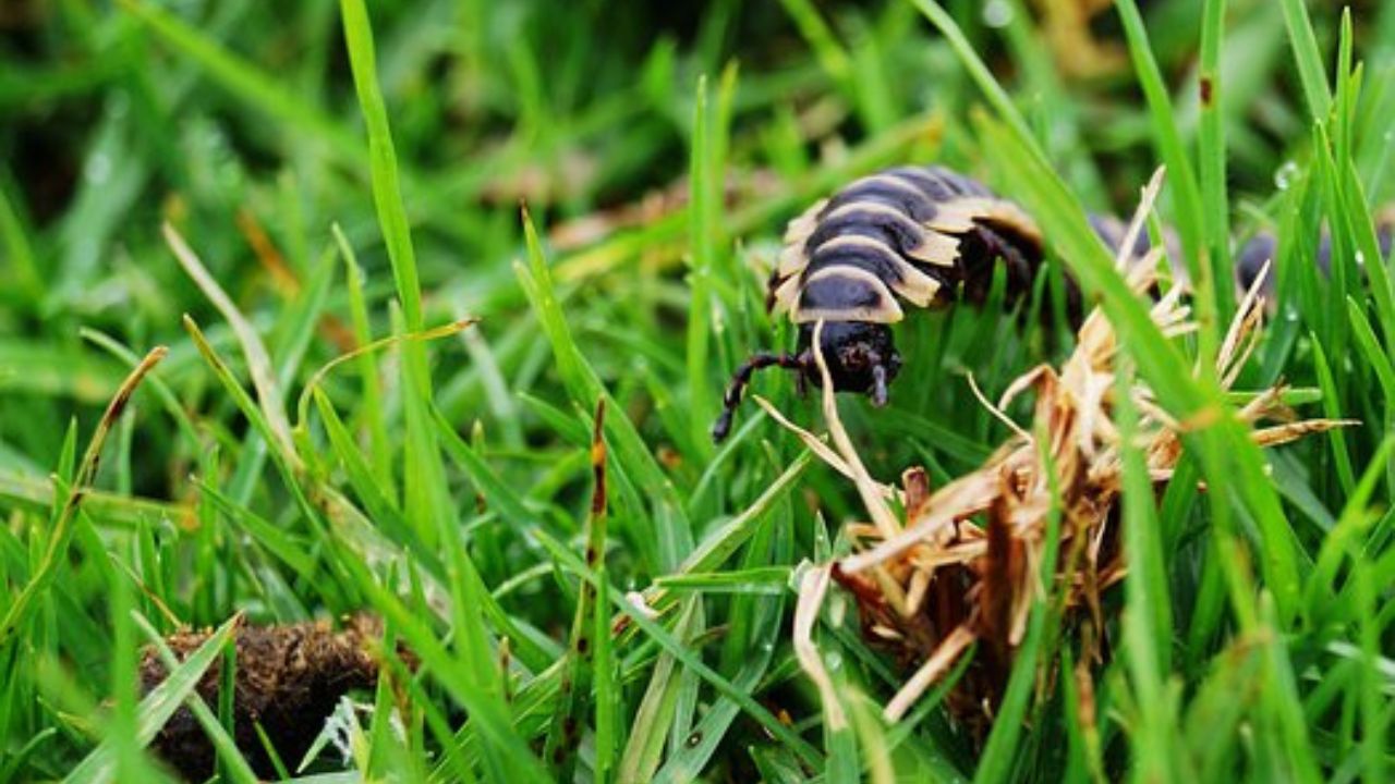 scolopendra in giardino