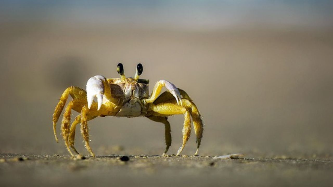 Abitante delle spiagge