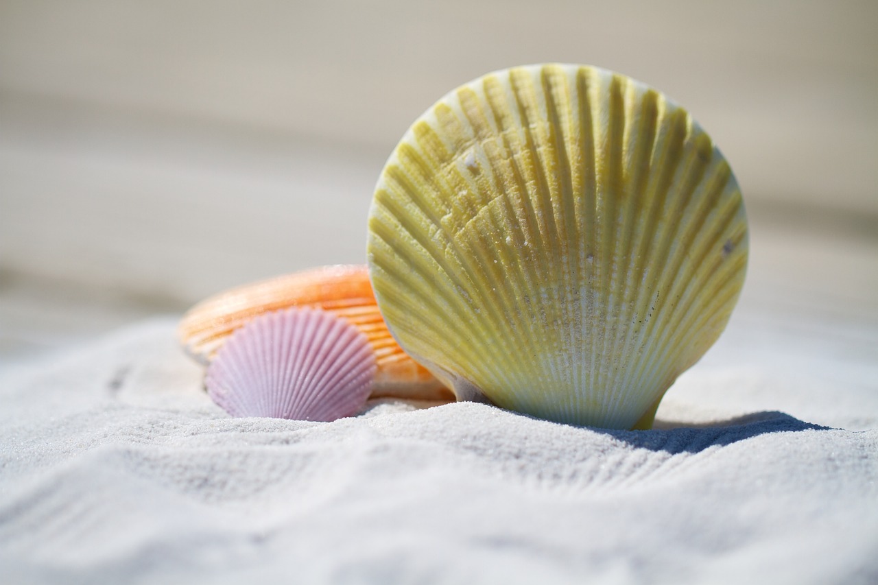 Conchiglie sulle spiaggia