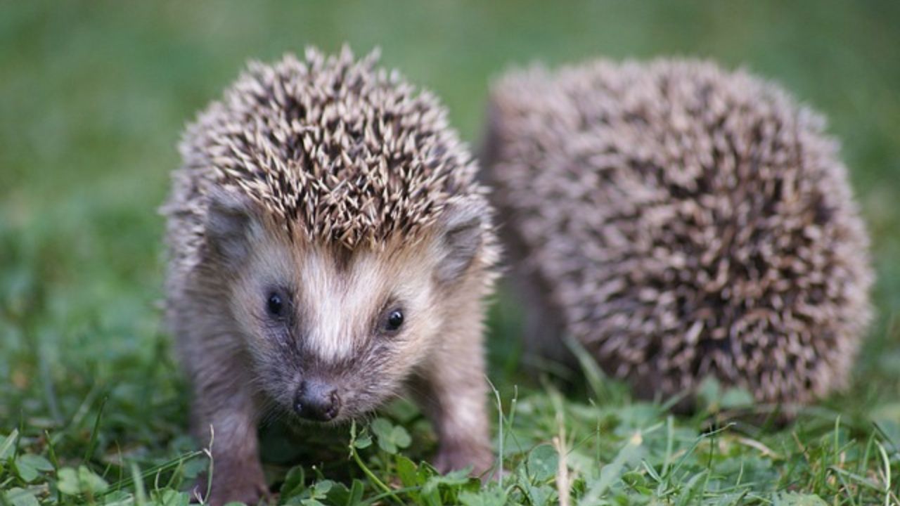 cuccioli di riccio che possiamo trovare prima del taglio