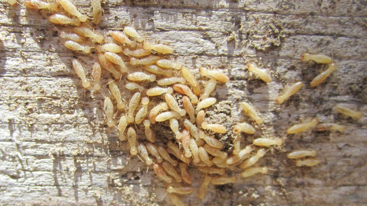 Covo di termiti