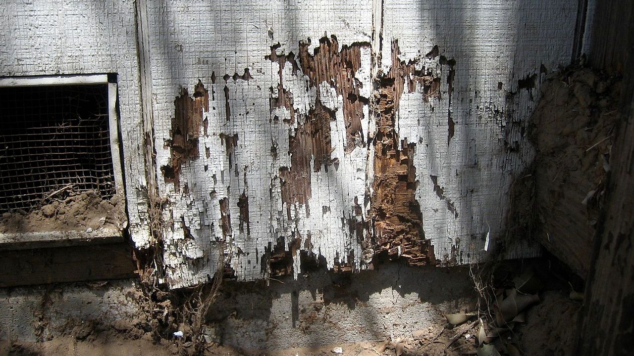 Legno rovinato dalle termiti
