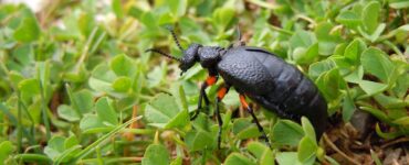 Coleottero oleoso sull'erba