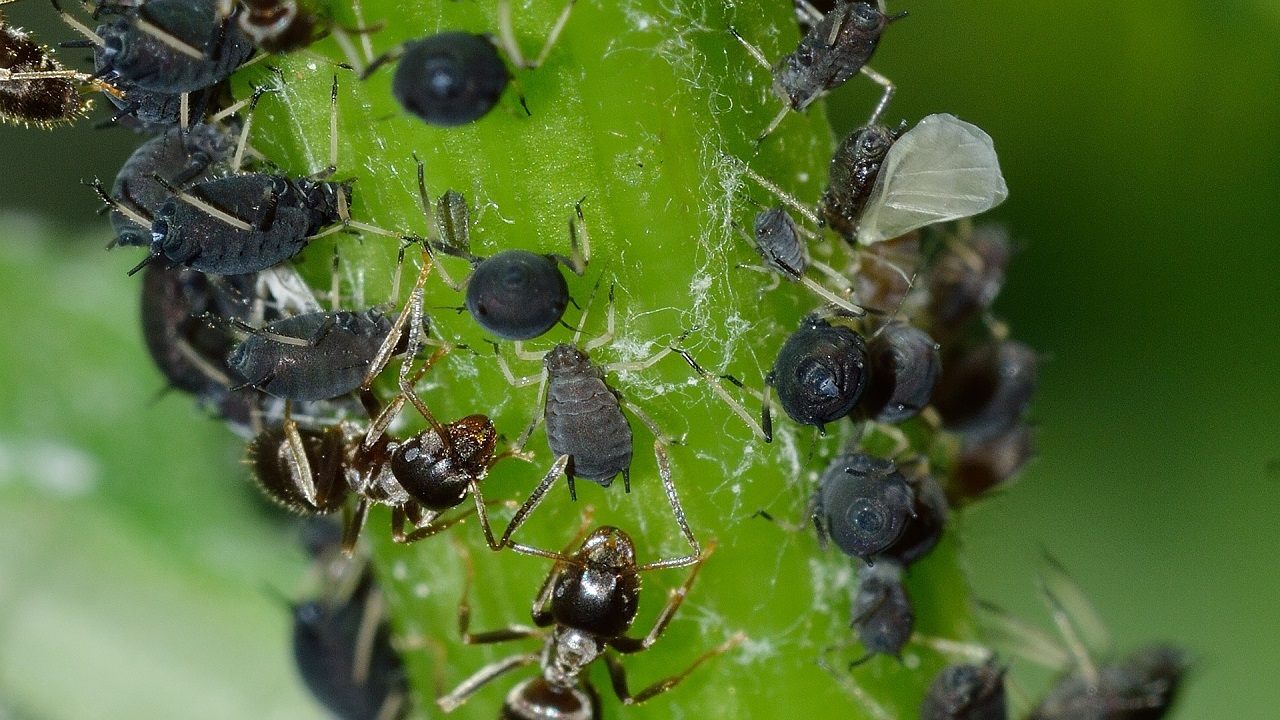 afidi formiche su pianta