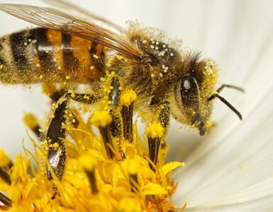 insetto impollinatore