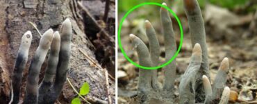 Dead Man’s Fingers