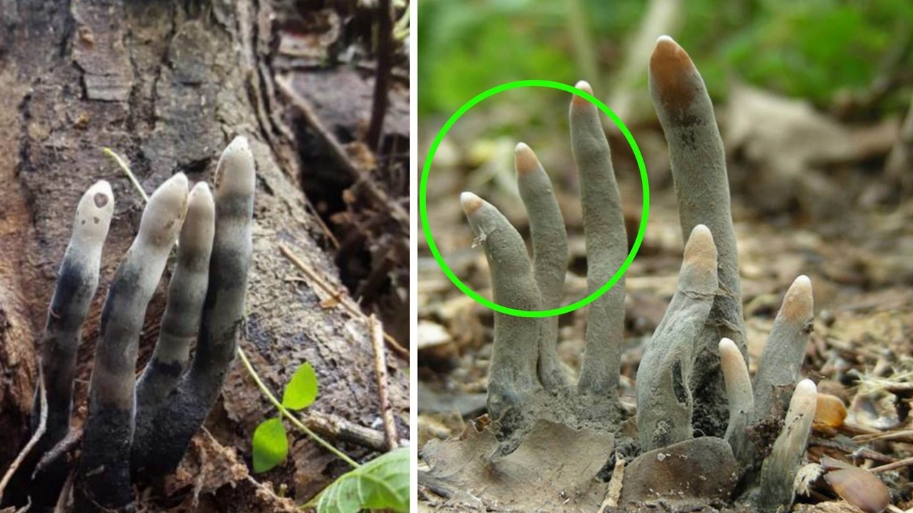 Dead Man’s Fingers