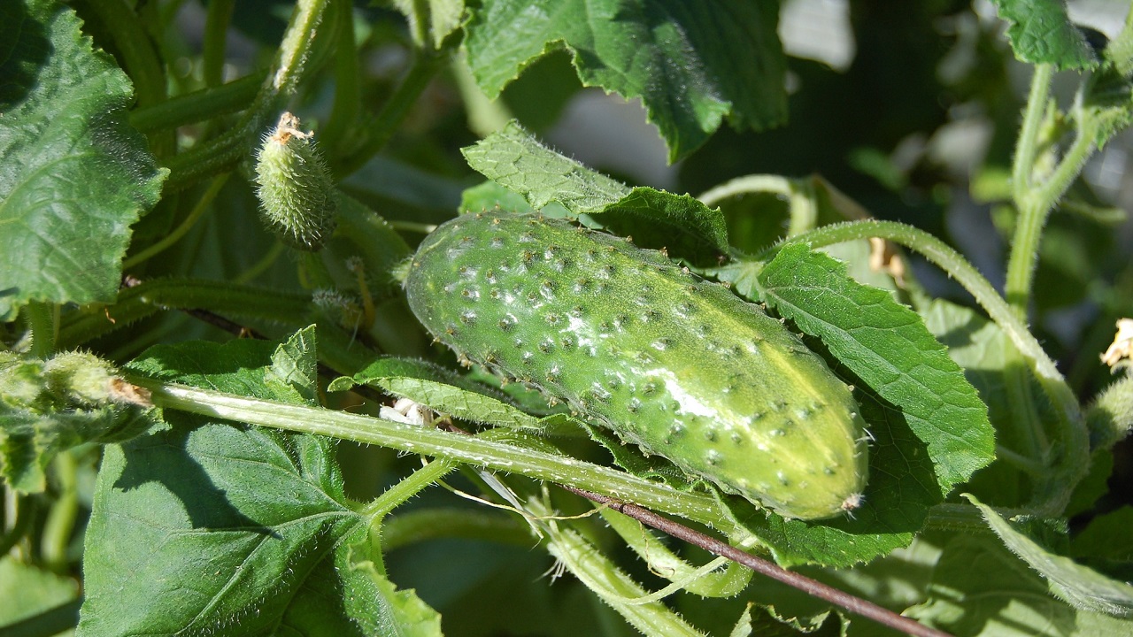 Cetriolo su pianta