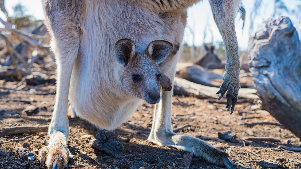 Cucciolo del canguro nel marsupio