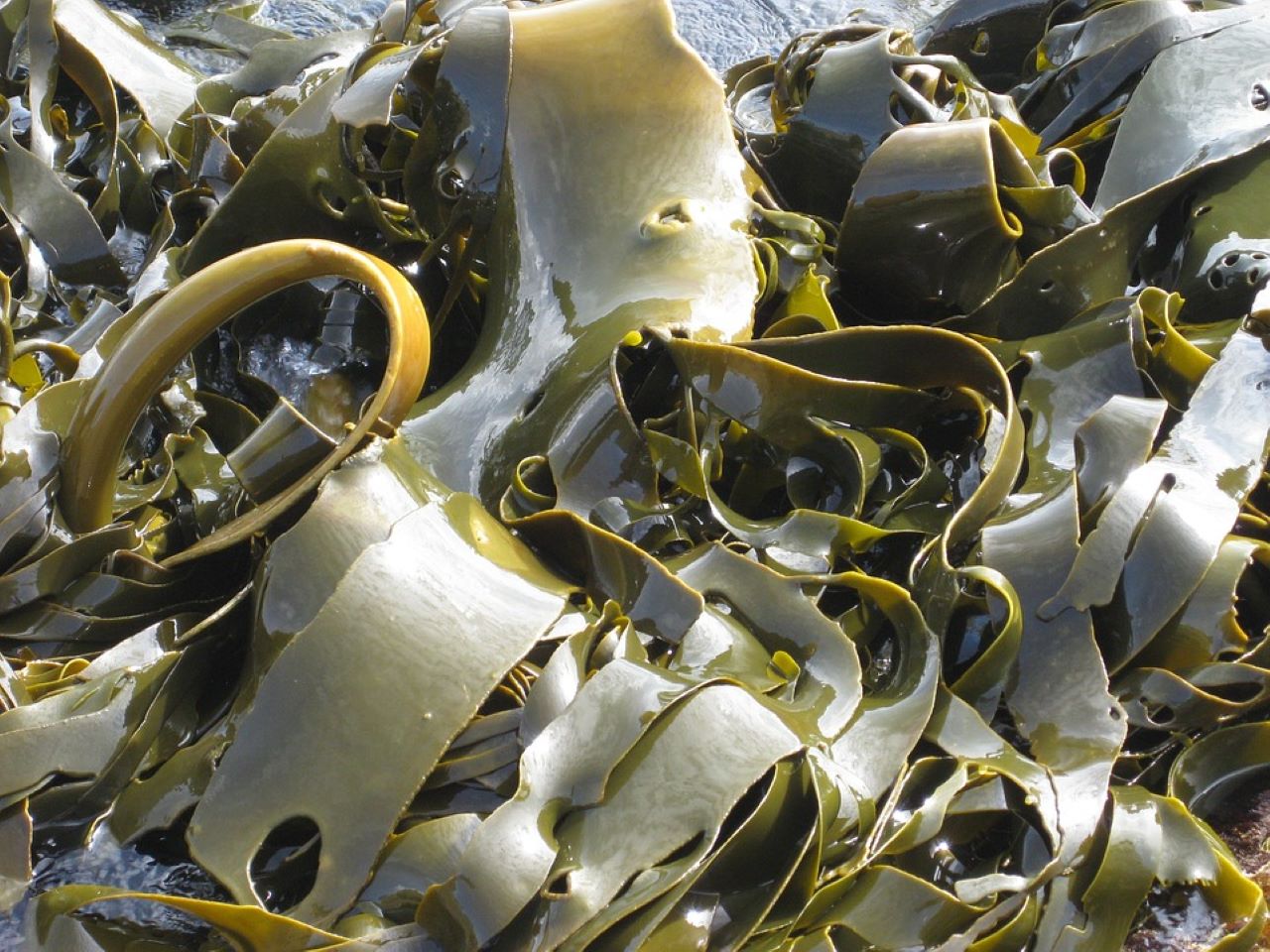capesterre alghe 