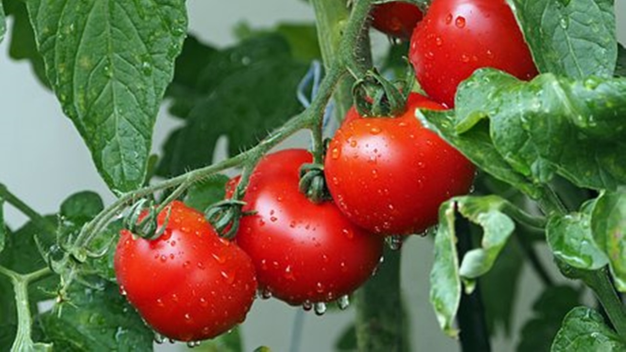 pomodori