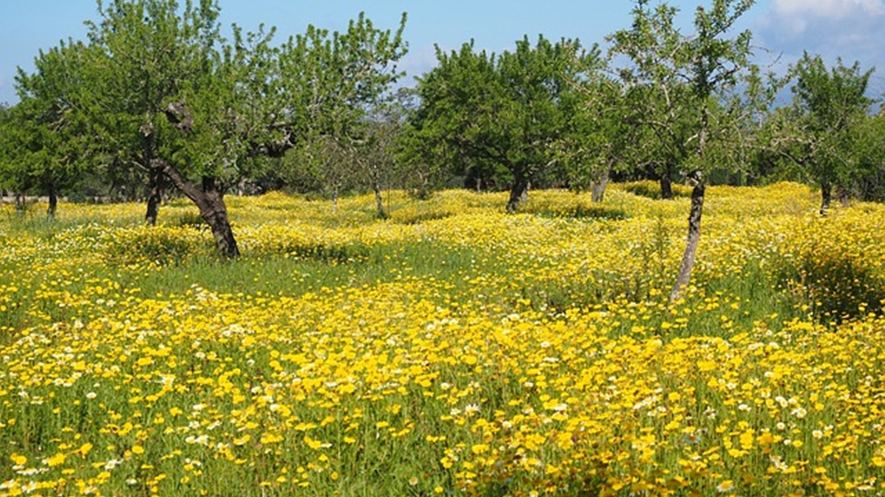 campo fiorito