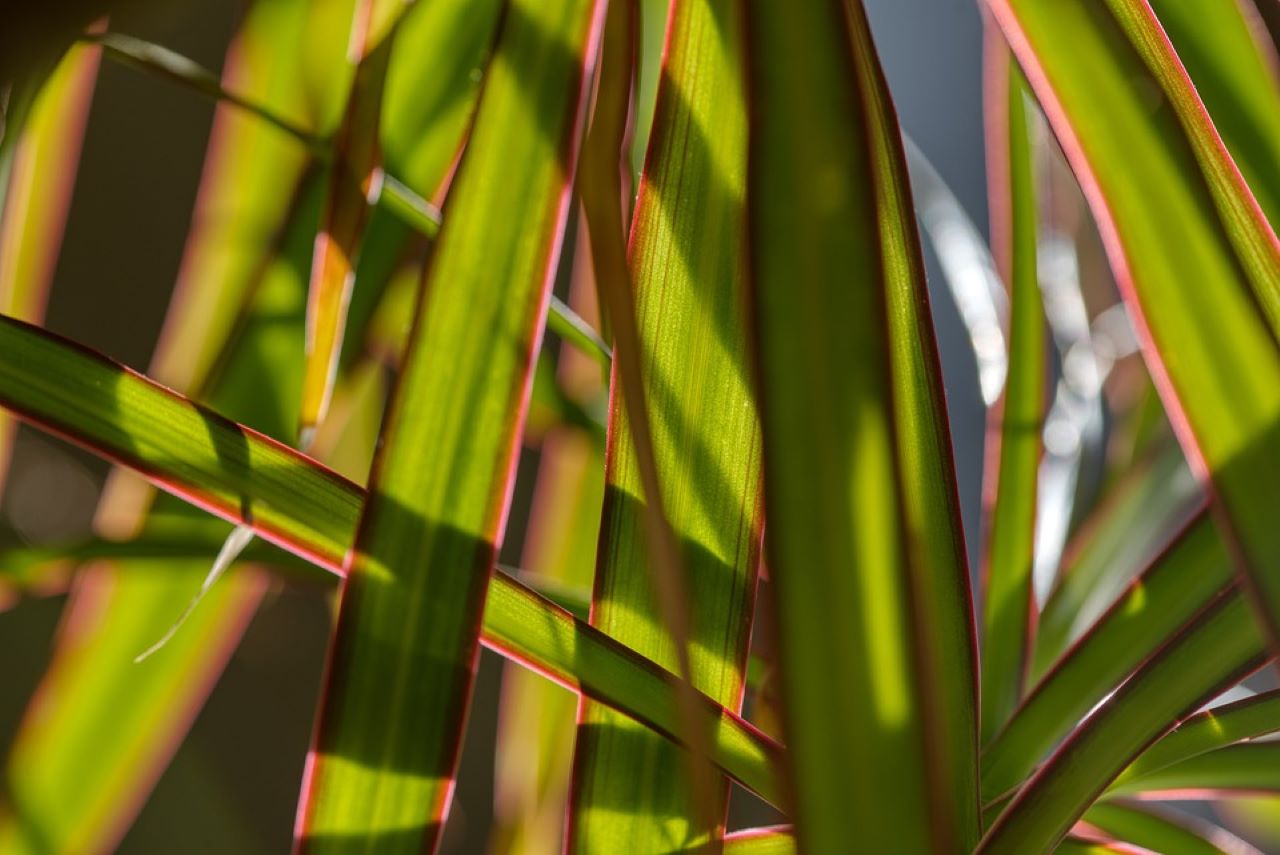 dracaena