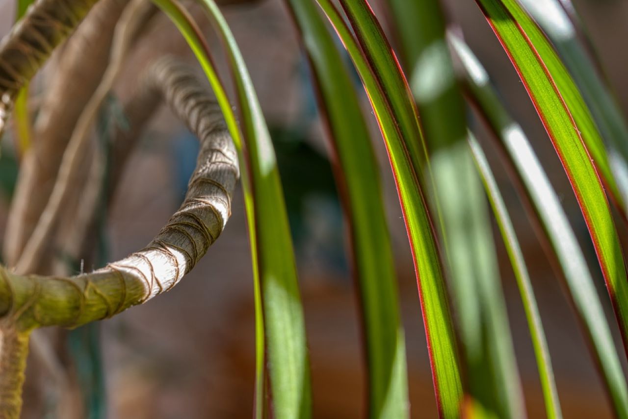 dracaena