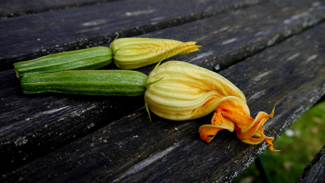 Fiore di zucca e zucchina