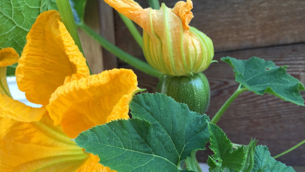 fiori zucca gialli