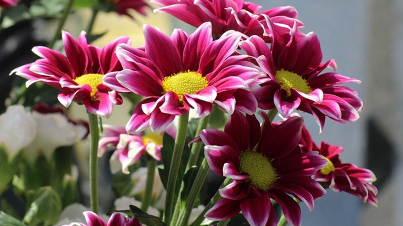 GAZANIA FUCSIA