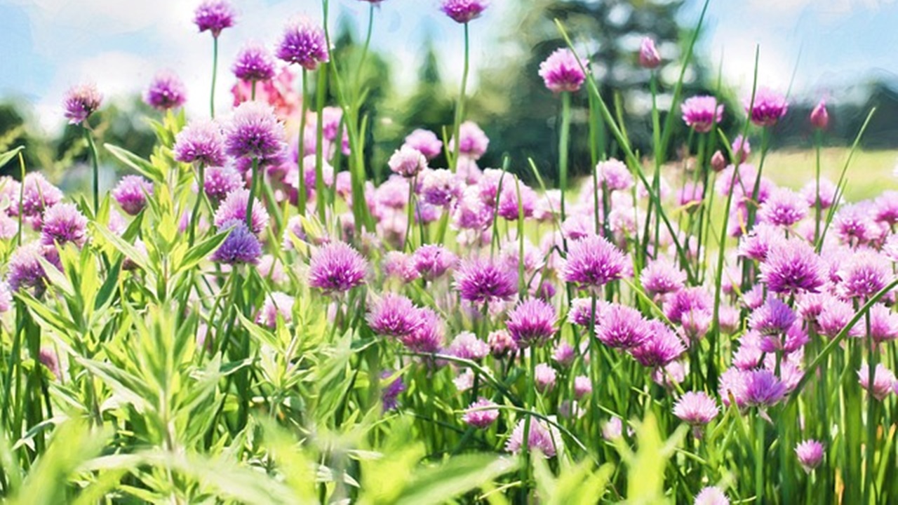 fiori di campo