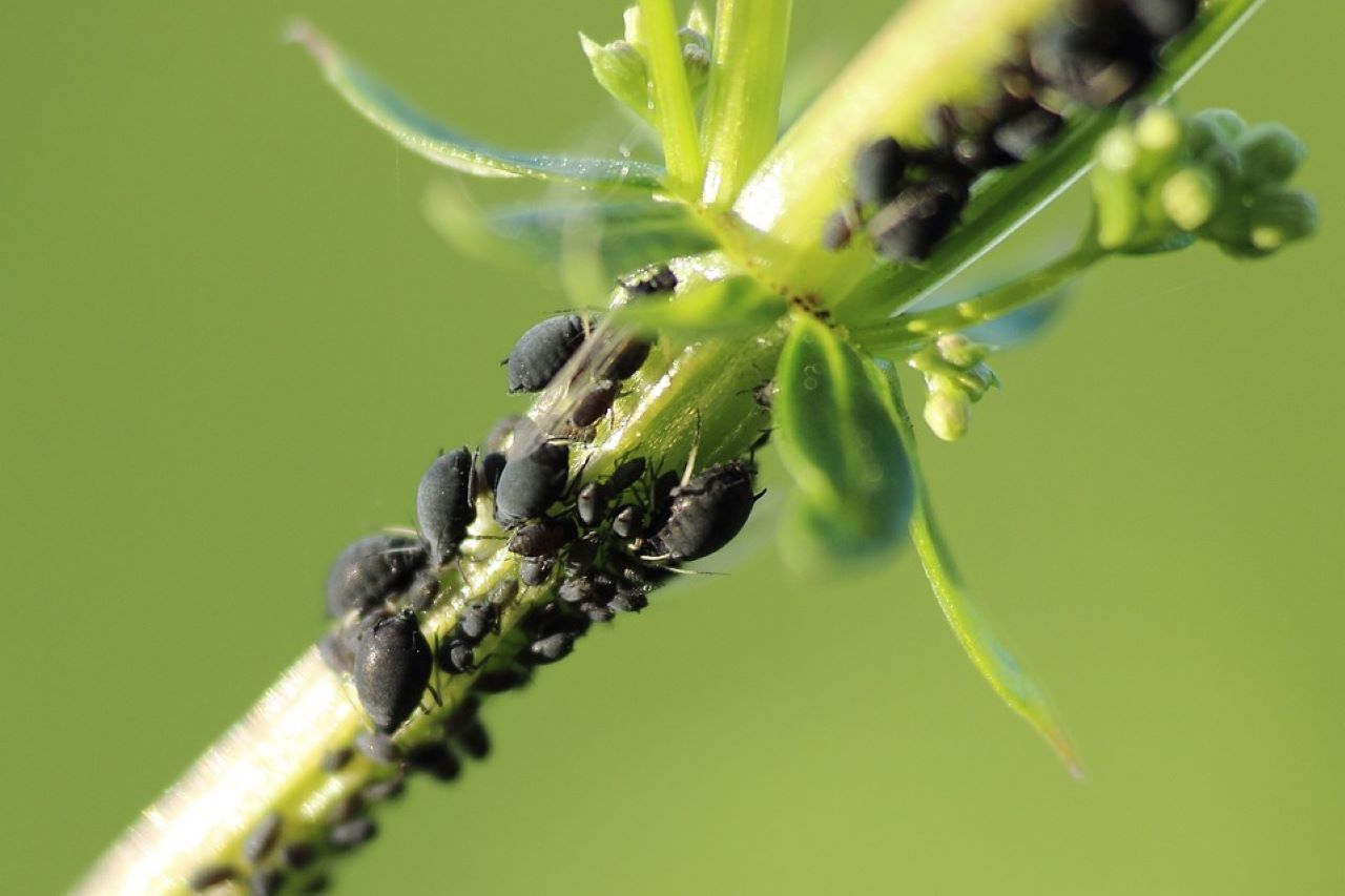 insetticidi naturali contro afidi