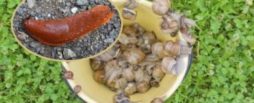 lumache e limacce