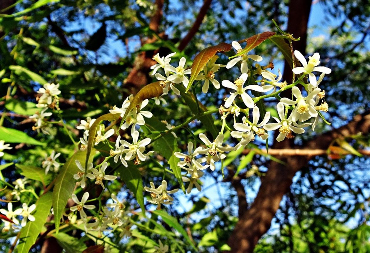 neem fiori