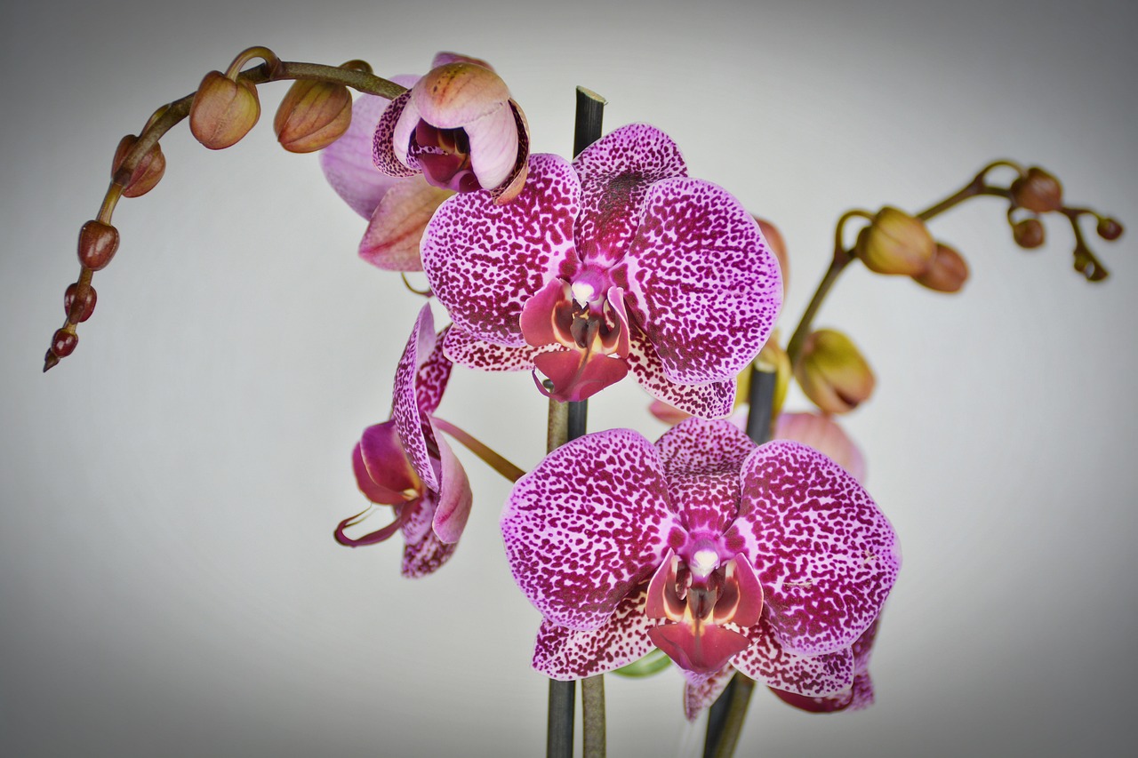 orchidea con macchie nere