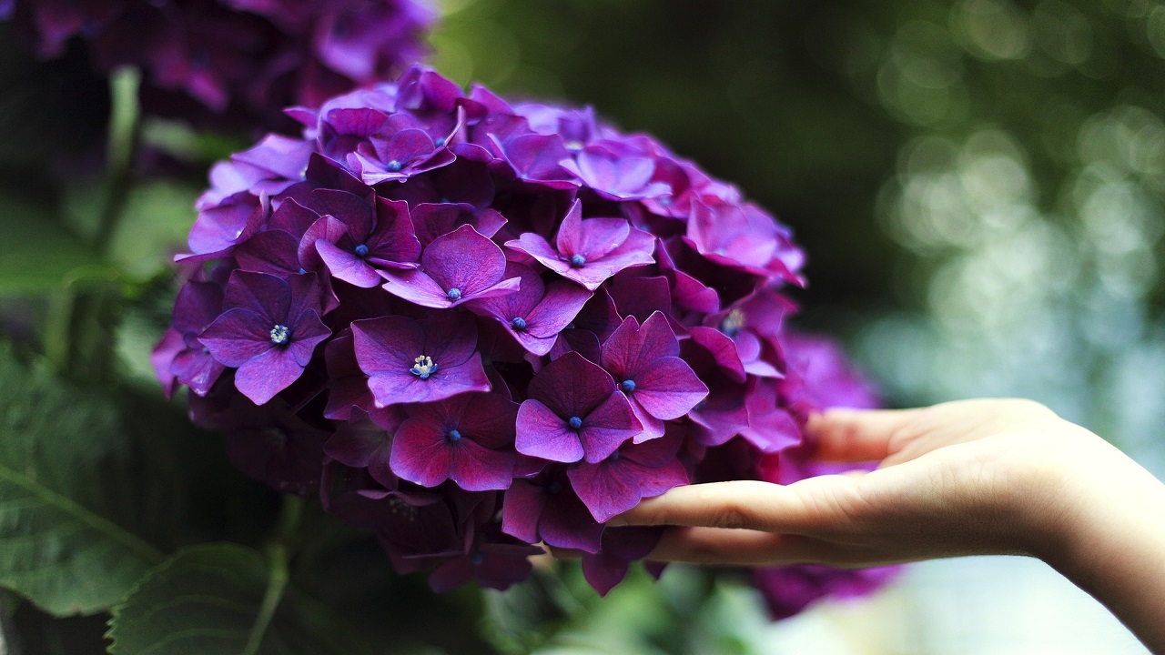 ortensie viola, fiore