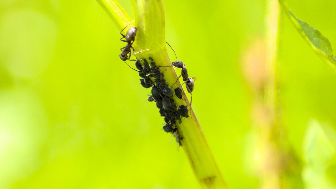 formiche su pianta