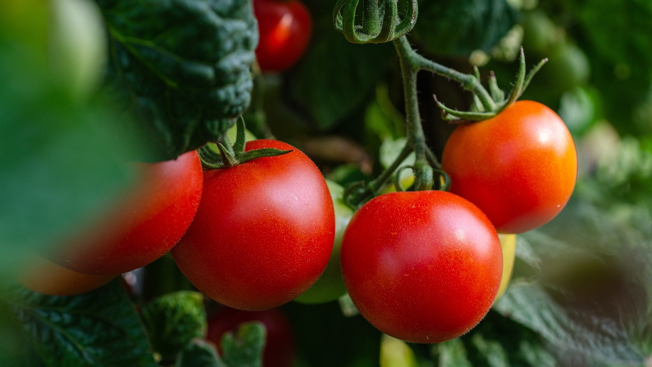 Coltivazione pomodori