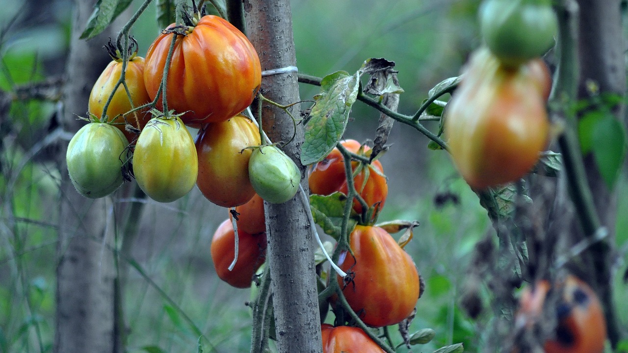 orto con pomodori cuore di bue