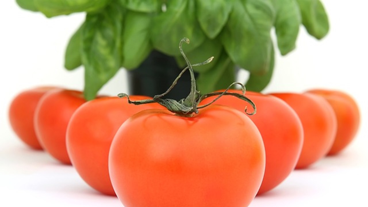 pomodoro e basilico