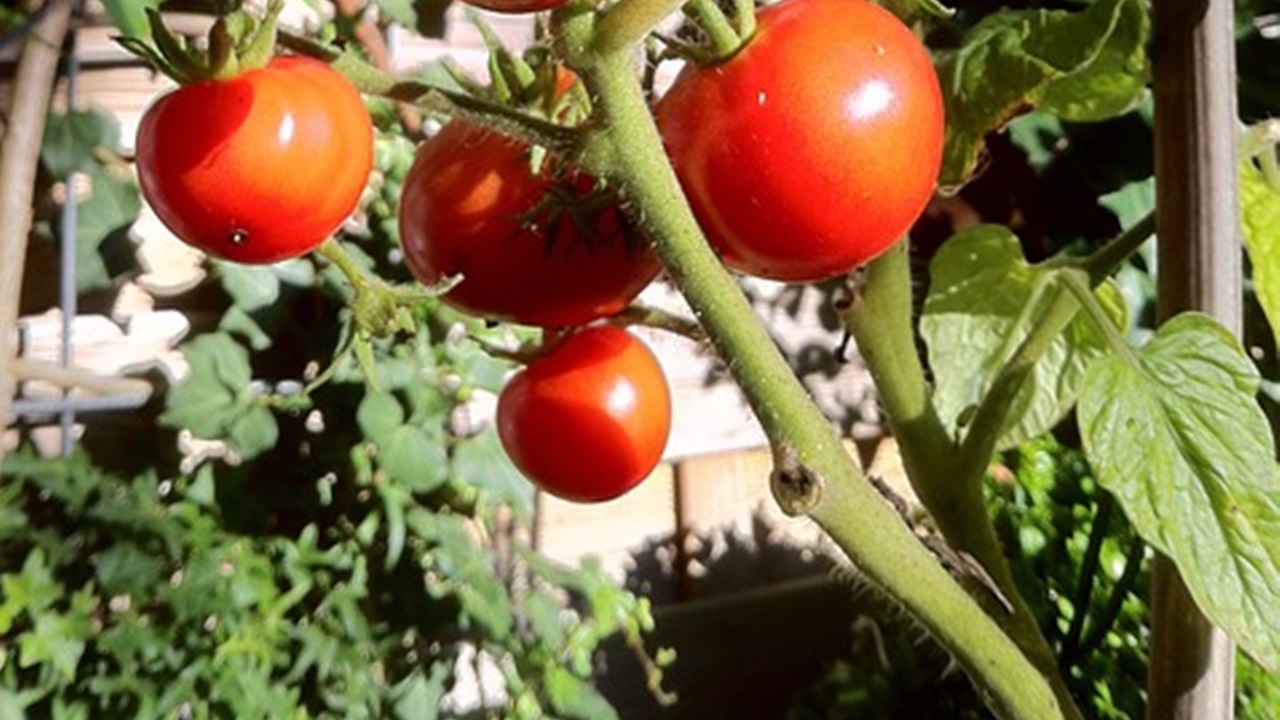 pianta di pomodori