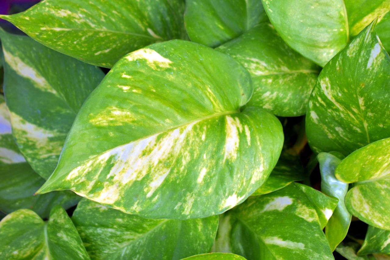 pothos dettaglio