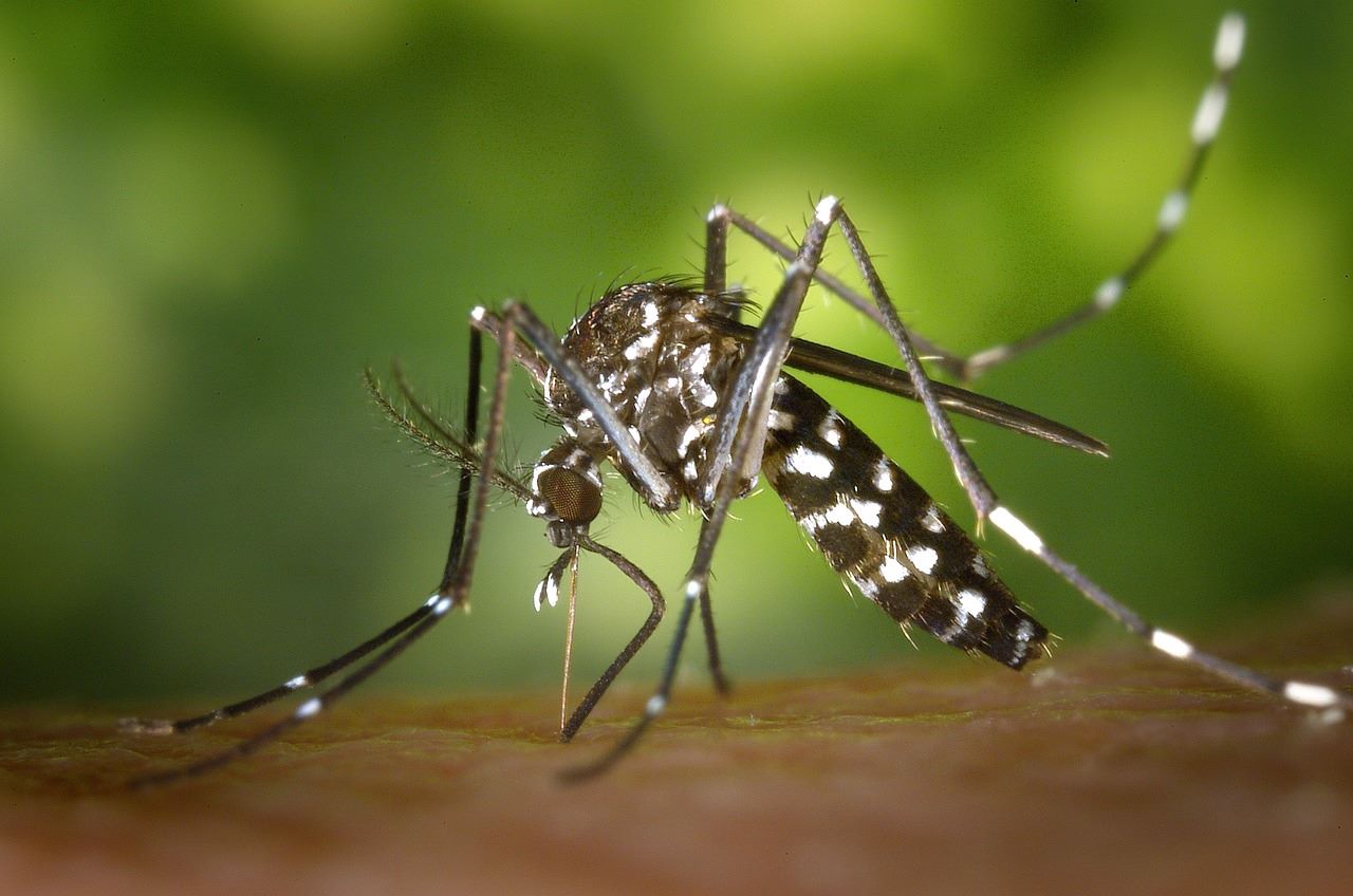 profumi da non usare per le zanzare